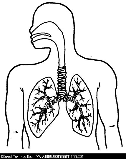 Sistema Respiratorio Humano Para Colorear