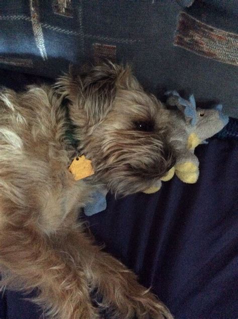 Did you know famous border terriers in film include puffy from there's something about mary and baxter. Painter sleeping with one of his favorite toys "tri ...