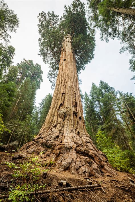 Worlds Largest Privately Owned Giant Sequoia Forest Is Now Protected