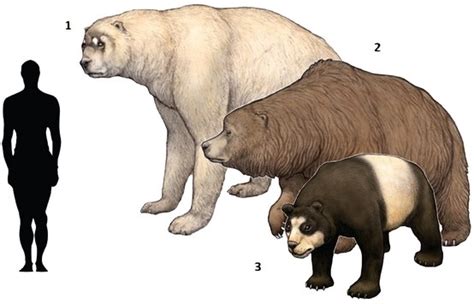 Extinct Bears Prehistoric Animals Extinct Animals Short Faced Bear