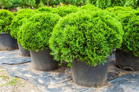 Dwarf Evergreen Trees And Shrubs