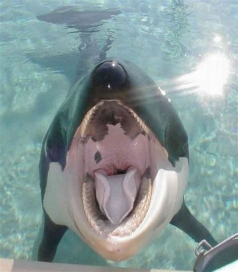 Orcas Love Affection Especially Having Their Tongues Rubbed Orcas