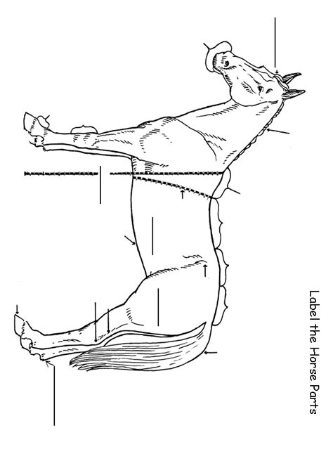 18 Best Images of Horse Study Worksheets - Horse Riding Posture