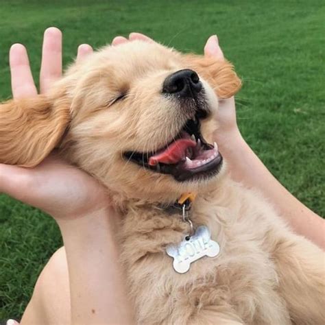 20 Smiling Golden Retrievers That Will Melt Your Heart The Paws