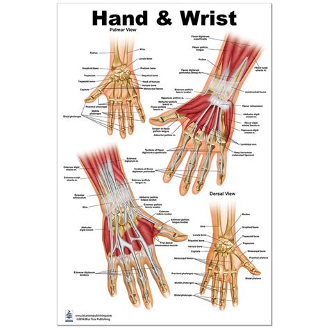 Hand And Wrist Anatomy Chart Poster Laminated Hand Anatomy Wrist Images And Photos Finder