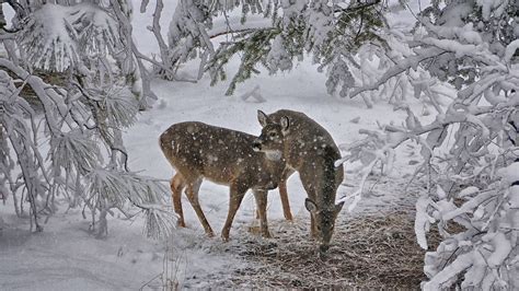 25 Deer In The Winter Forest Wallpapers Wallpaperboat