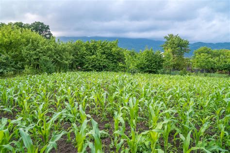 Small Corn Field Agriculture Green Nature Stock Photo Image Of Fresh