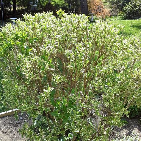 Pruning How Should I Treat A Weigela Bush With A Large Section Of