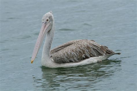 Premium Photo Spot Billed Pelican Pelecanus Philippensis