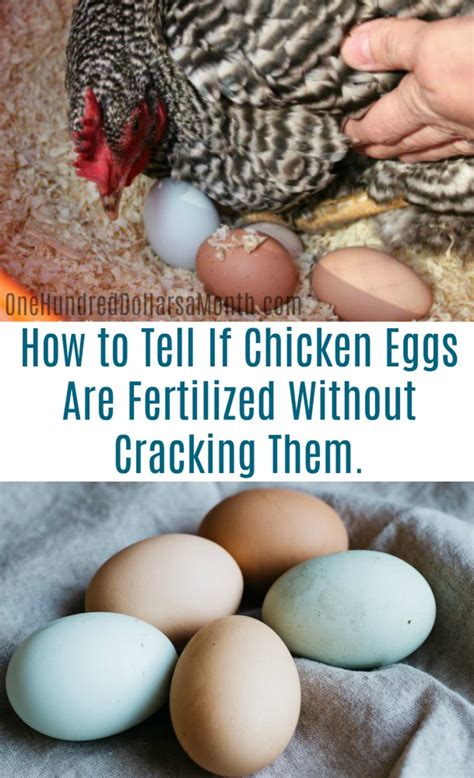 How Can I Tell If My Chicken Eggs Are Fertilized Without Cracking Them