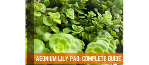 Aeonium Lily Pad Succulents Complete Guide Farm Plastic Supply