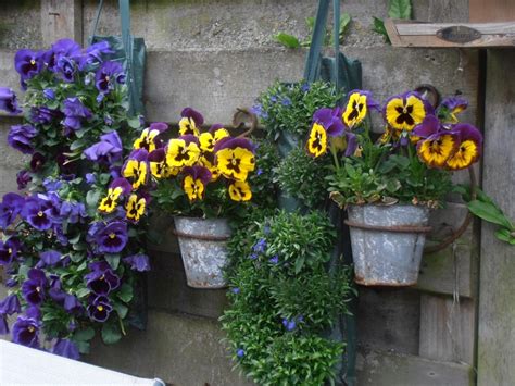 Pansies In Pots Hanging On A Fence Yards And Gardens Pinterest