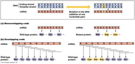 A t g g g g a g a t t c a t g a translation protein amino acid sequence. Mrna And Transcription Worksheet - Nidecmege