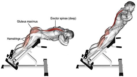 5 Best Lower Back Exercises And Workout The Trend Spotter