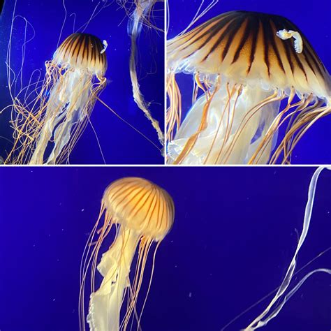 Japanese Jellyfish At The Vancouver Aquarium Rvancouver
