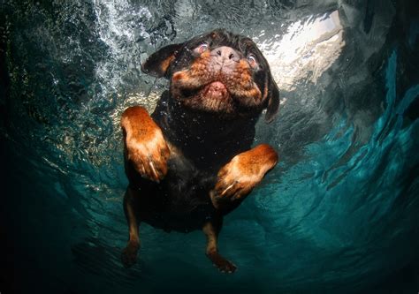 Lazy Posts No 1 Underwater Dogs Joe Blogs