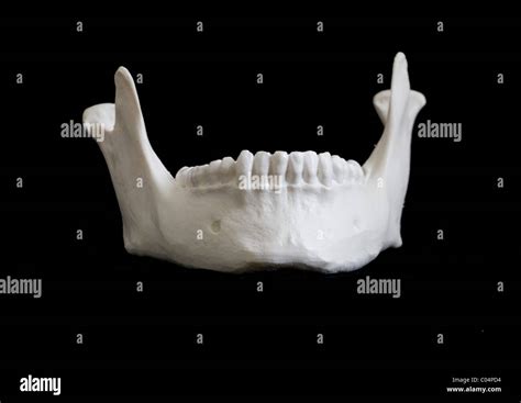 Skeletal Anatomy Of The Jaw