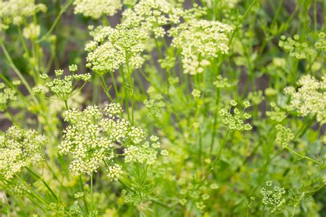 Spring Parsley Poisoning in Horses - Symptoms, Causes, Diagnosis, Treatment, Recovery ...