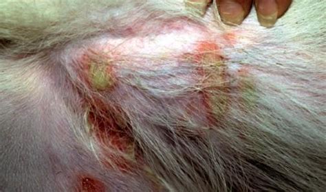 Impetigo Of Dogs And Cats Impetigo Dogs And Cats Is Characterized By