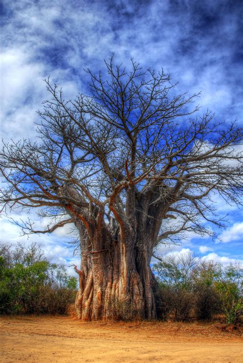 boabab tree south africa boabab tree tree old trees