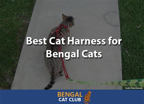 The process can take anywhere from a few minutes to a few days, sometimes longer. Best Cat Harness for Bengal Cats 2019