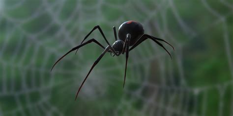 Possible causes, signs and symptoms, standard treatment options and means of care and support. Black widow spider - Content - ClassConnect