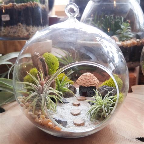They're great for growing indoors or out and their unusual, sculptural forms create a sense of. Air Plant Terrarium Kit by Midnight Blossom - DIY ...