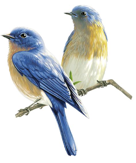 Png Bird Logo Two Birds With Blue Plumage On A Branch For Free