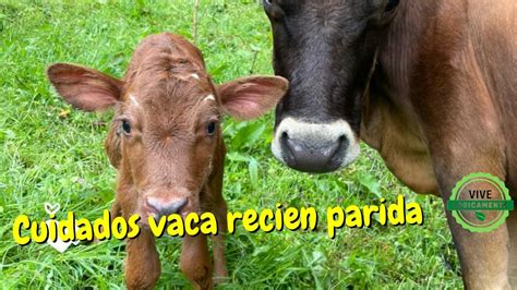 Cuidados Vaca Recién Parida Vivelogicamente Youtube