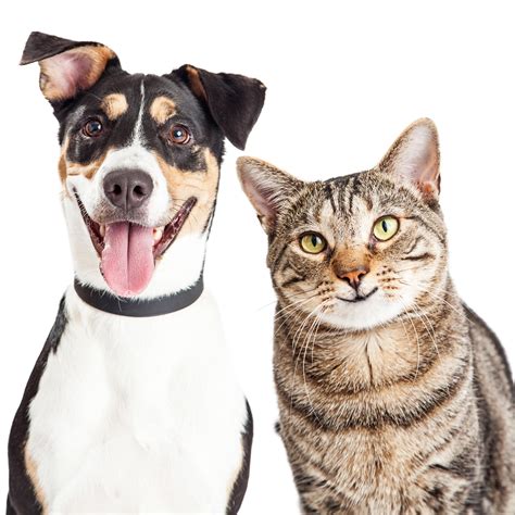Care and treatment of cat distemper. Dog and Cat vaccinations