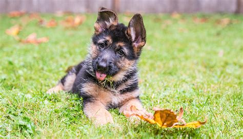 They are large in size and have very streamlined, athletic builds that make them both strong and agile. German Shepherd Puppies - Breed Guide | Purina Australia