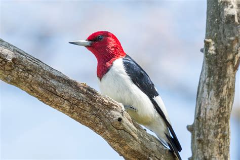 Red Headed Woodpecker Bird Informer