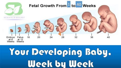 Pregnancy Week By Week I Foetus Development I Week By Week Pregnancy I