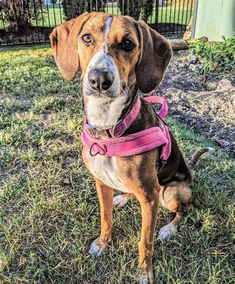 Coonhound Beagle Mix Is This Curious Hybrid Right For You