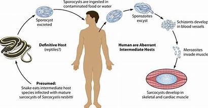 Sarcocystis Intermediate Humans Hosts Species Human Aberrant