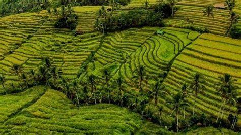 Wisata Sawah Terasering Di Bali