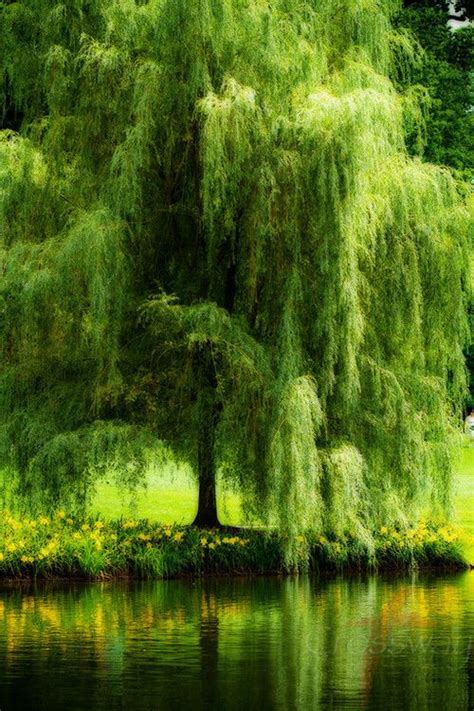 Pin By Rockin Robins Renest On Go Green In 2019 Weeping Willow