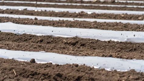 Biodegradable Mulch Films What Are Advantages Of Using This