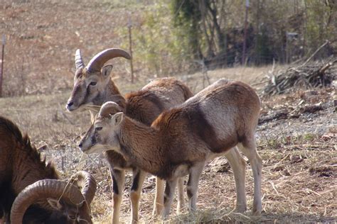 Mouflon Sheep Tennessee For Sale Rams Double D Mouflon Flickr