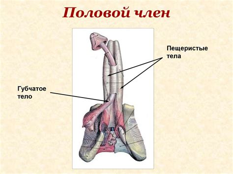 Как выглядит член 15 см фото