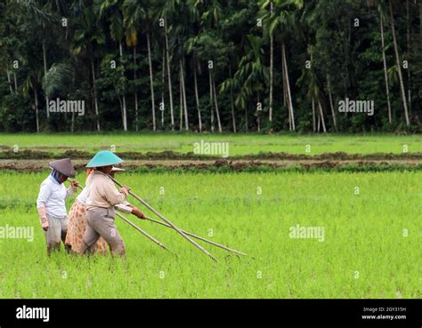 Four Female Rice Farmers Working In A Rice Paddy Field Wearing Conical Straw Hats And Holding