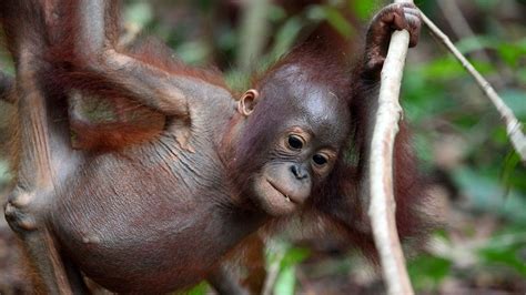 Baby Orangutans Photos Orangutan Rescue National Geographic Channel
