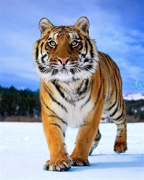 Yourbestanimal On Instagram Photo Bywildmanrouse Tiger Large