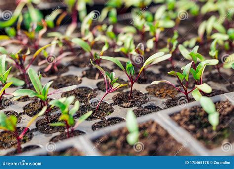 Closeup Beetroot Leaves Growing On Garden Bed Red Beetroot Fresh
