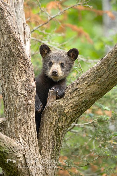 Black Bear Cub In A Tree Ursus Americanus Photo Orr Minnesota