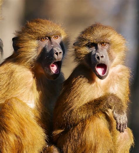 Hd Wallpaper Two Brown Apes With Opened Mouths Animal Berber Monkeys