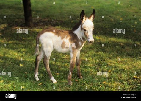 Donkey Foal Standing On Meadow Stock Photo Alamy
