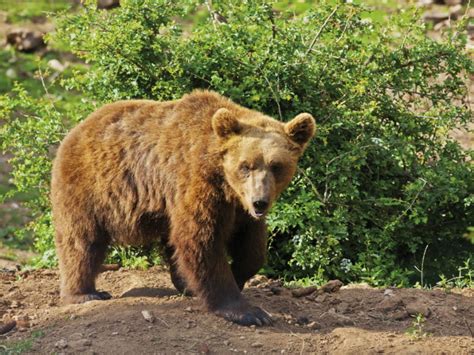 Where To See Croatias Wildlife Saga