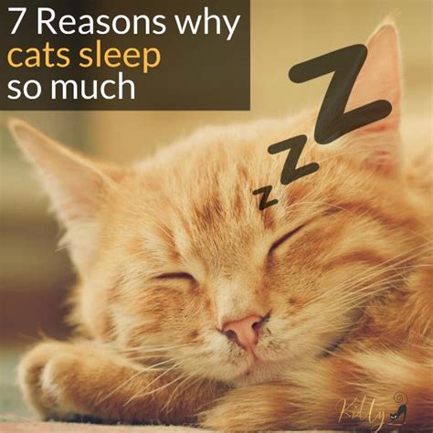 There are deadly diseases lurking about that can kill your cat in a matter of hours if unfortunately, the questions of how often do cats need shots remains in debate. Why Do Cats Sleep So Much? - 7 Reasons You Need to Know ...