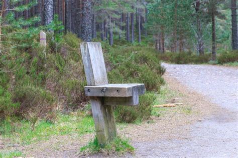 A Wooden Seat Along A Scottish Mountain Forest Trail With Pines Trees